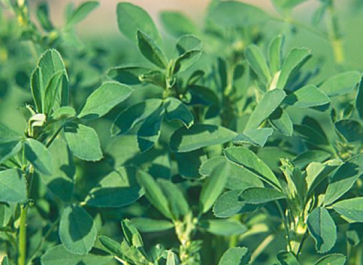 Growth of alfalfa