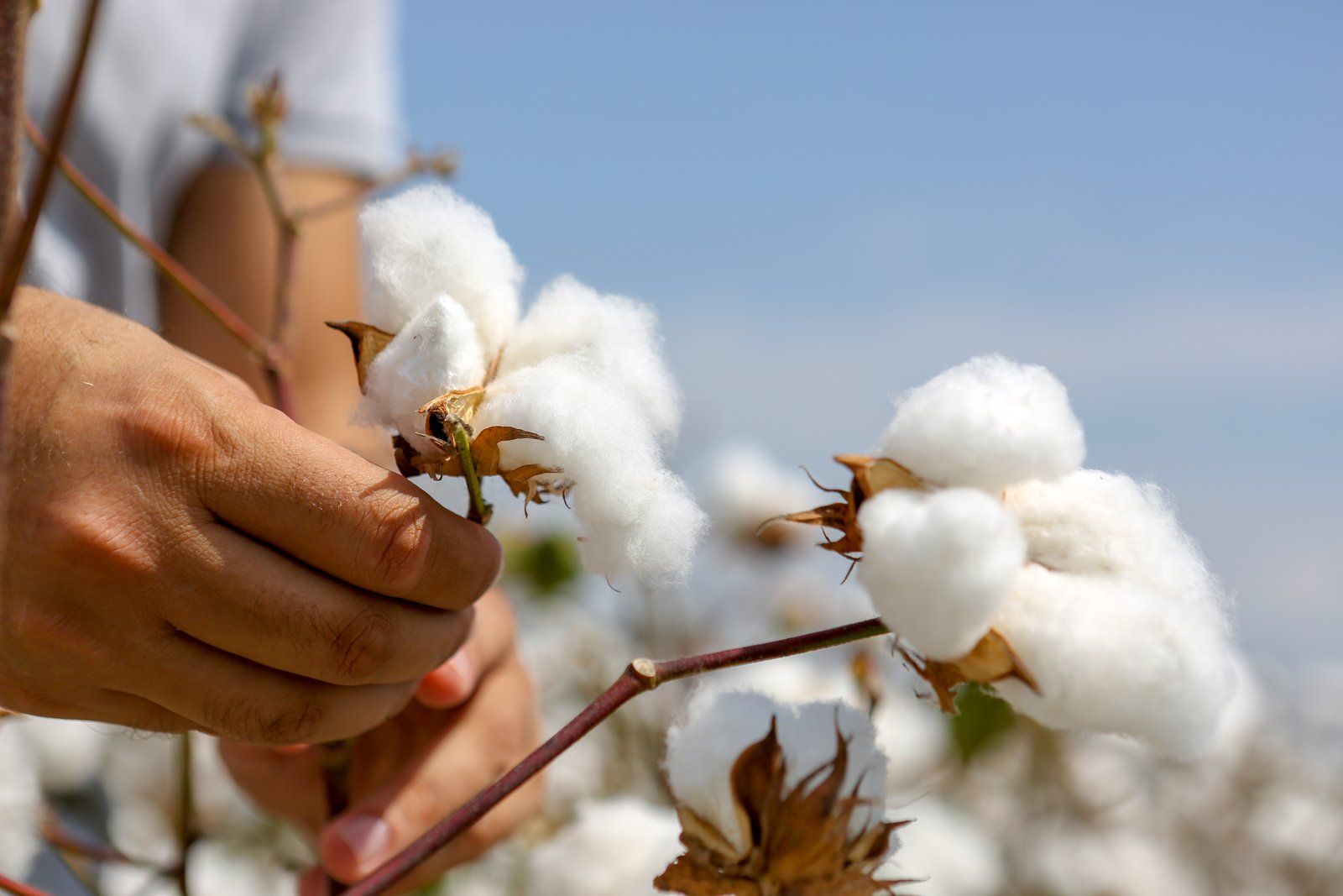 Typhoon™ Plus Drip Irrigation For Row Crops and Vegetables Netafim