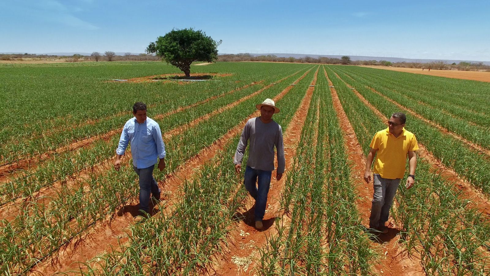 Typhoon™ Plus Drip Irrigation For Row Crops and Vegetables Netafim