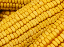  Fertirrigación de precisión