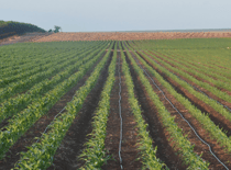 Uso eficiente del agua