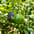 Aguacate