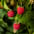 Berries