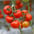 Tomate