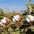 Cotton