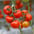 Tomate