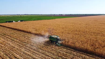 Más maíz con menos agua: cómo el riego por goteo impulsa el rendimiento del maíz blanco en Sinaloa.
