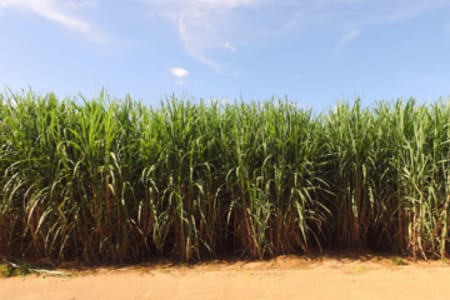Caña de azúcar más rentable: las oportunidades que ofrece el riego de precisión