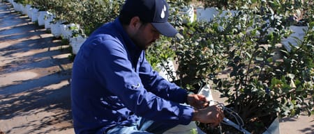 El legado de Netafim™: 30 años de transformar el paisaje agrícola mexicano