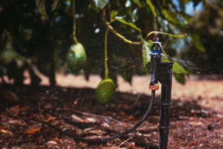 Resolvemos el dilema:  Goteo vs. Microaspersión para Aguacate