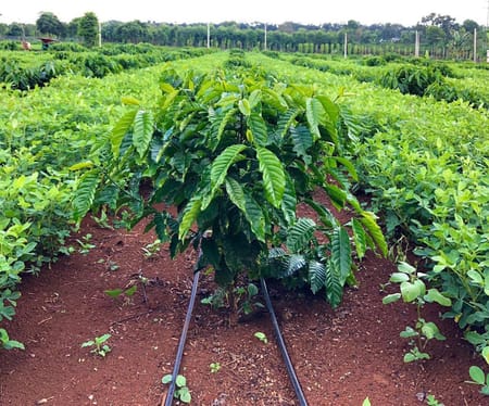 Brewing the Future of Coffee: How Farmers Are Adapting to Global Trends
