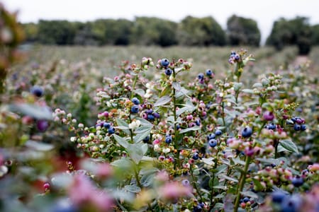 How blueberry farming is evolving: three changes shaping modern production
