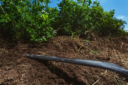 Causas y remedios para el taponamiento de goteros