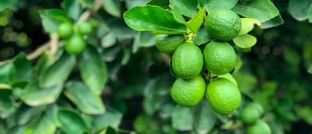 ¿Cuál es la mejor opción de riego para limón?