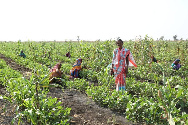 Netafim Chosen to Deploy Four Large Community Irrigation Projects Across India