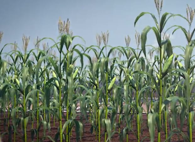 ¿Por qué cambian los precios de venta de los cultivos?