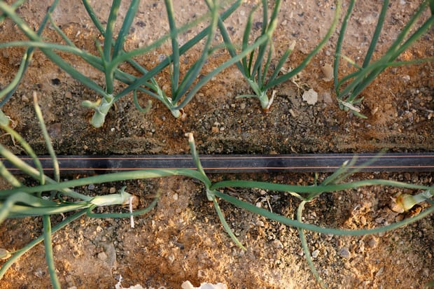 Soluciones de riego y filtración para hortalizas