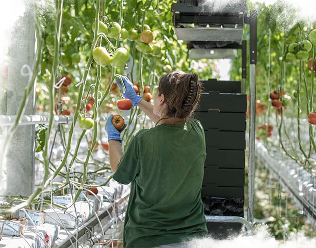 КАК ОДНА ИЗ КРУПНЕЙШИХ ЦЕПЕЙ СУПЕРМАРКЕТОВ В ХОРВАТИИ ВЫРАЩИВАЕТ СВОИ СОБСТВЕННЫЕ ТОМАТЫ В СУБЗУЛЬНЫХ УСЛОВИЯХ