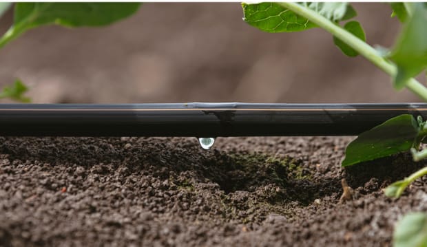 Desarrollo sostenible en la agricultura: cultivando un futuro mejor para todos