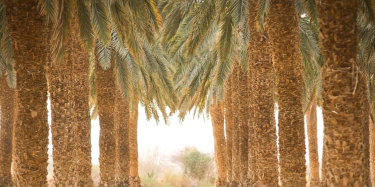 Boosting your date palm business and ROI
