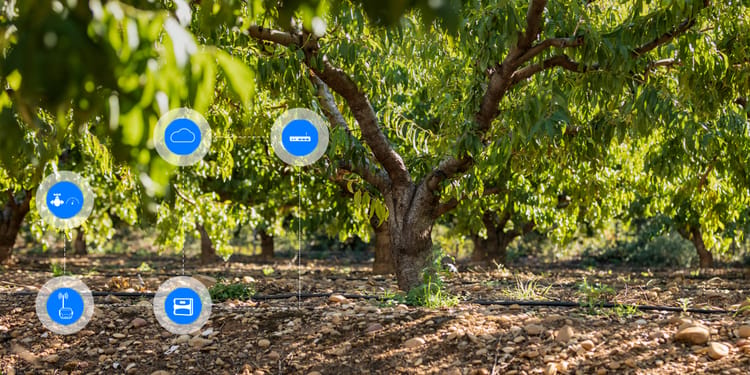 Enrich your orchards with our digital solutions