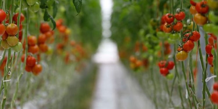 Greenhouse Crops