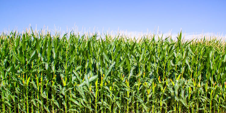 Coronavirus Update