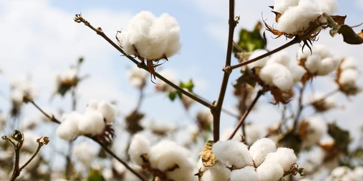 Transforming Agriculture - Revolutionizing a Country’s Industry