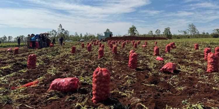 Digital Farming Revolution: Transforming Potato Farming in Vietnam