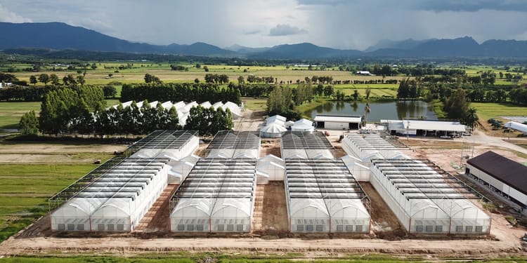 Ensuring High Quality Potato Seedlings for Pepsico’s World Famous Potato Chips