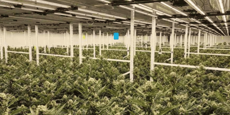 State-of-the-art Indoor Irrigation System for Medical Cannabis