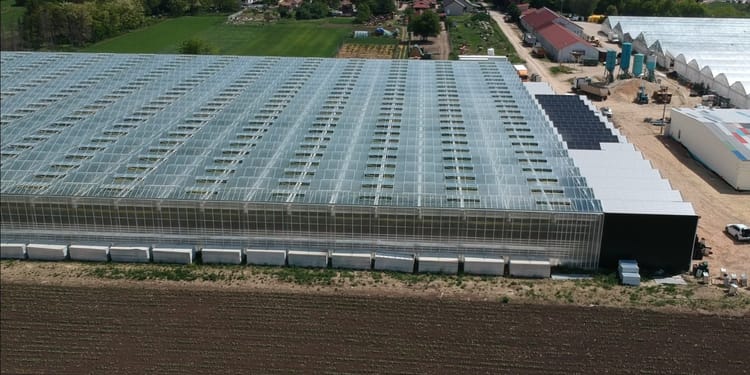 Year-round cherry tomatoes, grown by nature's own energy