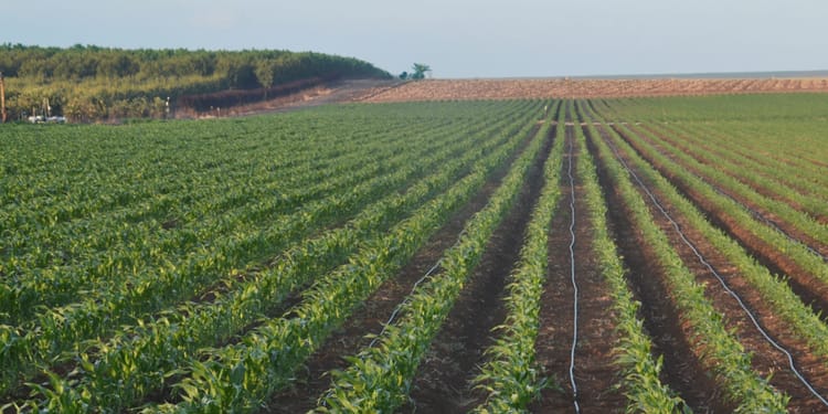 Water-use efficiency with precision irrigation