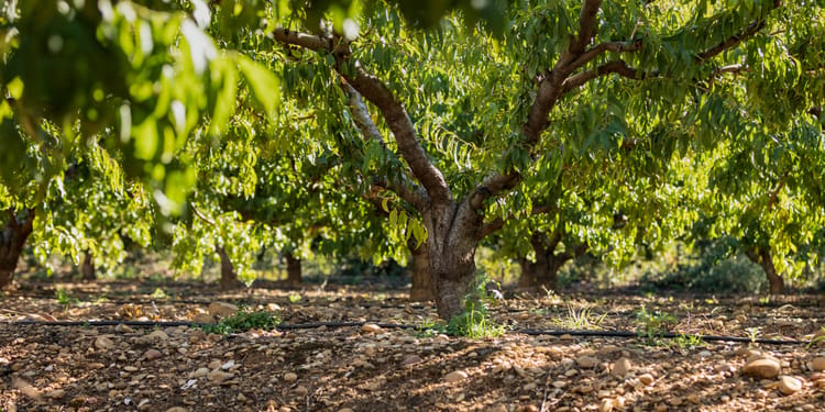 Precision irrigation solutions for orchards