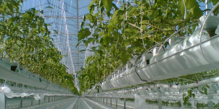 Solutions for protected crops