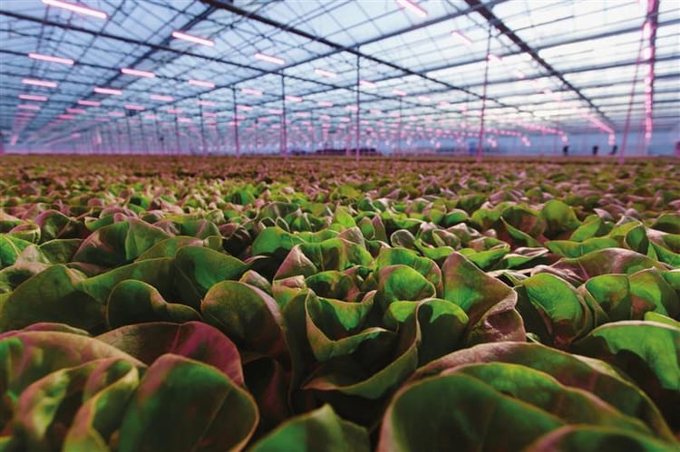 Greenhouse at night