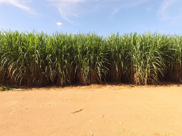 Banner Caña de azúcar más rentable: las oportunidades que ofrece el riego de precisión