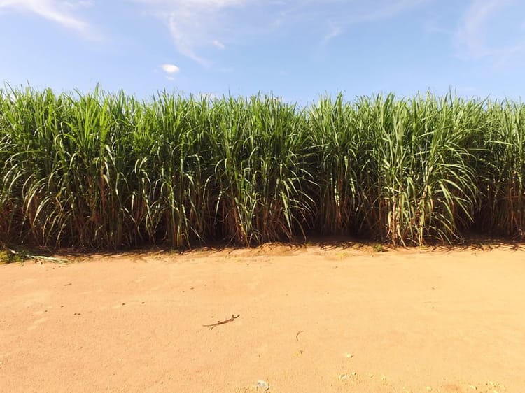 Banner Caña de azúcar más rentable: las oportunidades que ofrece el riego de precisión