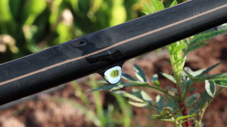 Innovación desarrollada por productores, para productores