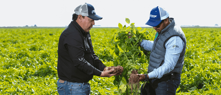 Riego por goteo en papa 