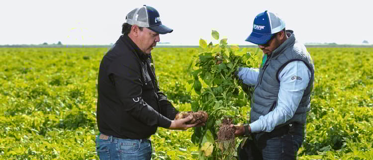 Riego por goteo en papa