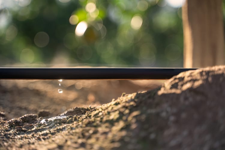 Líneas de goteo y goteros