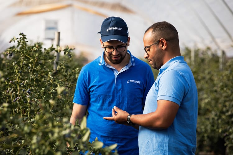 Blueberries Morocco 76