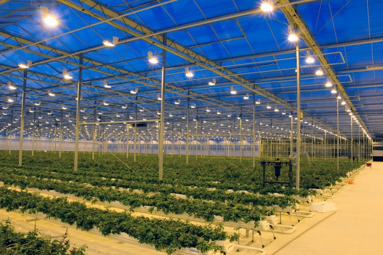 Greenhouse at night