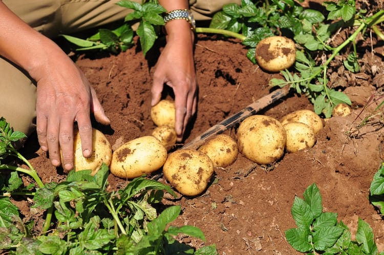 China Inner Mongolia Potato field 24