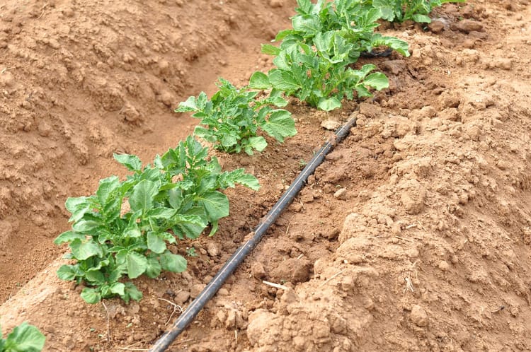 Potato project, China, Inner Mongolia 06