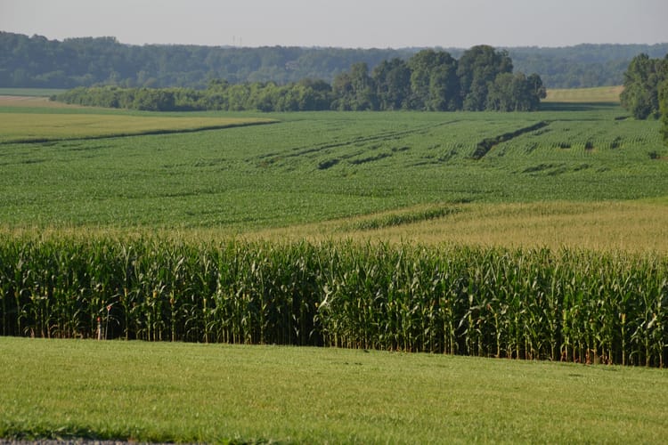 Fertirrigación de precisión: Mejores cultivos siempre.