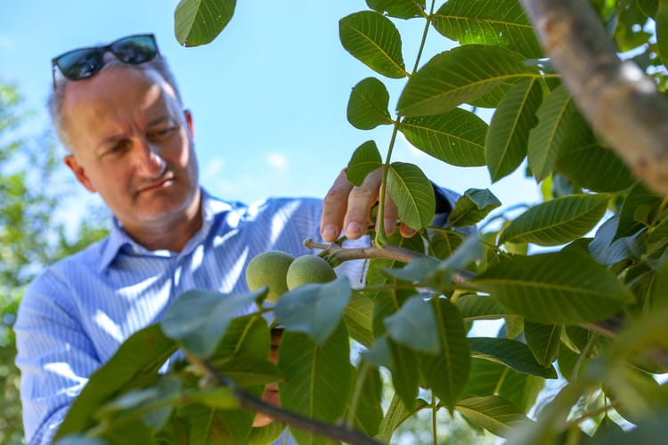 Turkey Walnut Orchard Photoshooting 05