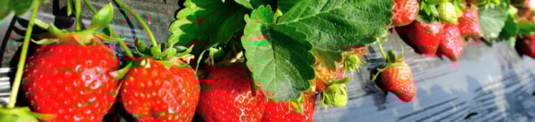 Banner LÁMINA DE RIEGO Y MONITOREO DE HUMEDAD EN SUELO PARA FRUTILLAS Y AGUACATE