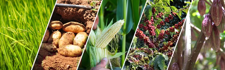 Banner Crops at Risk: How Climate Change Affects Our Favorite Flavors